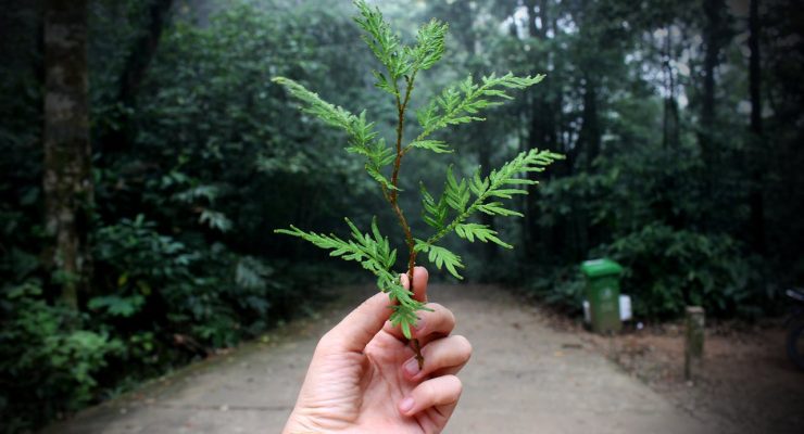 Ökosuli a Kámoni Arborétumban